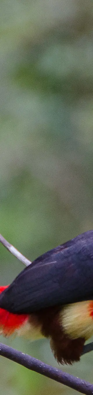 Das einzigartige Schutzgebiet Cotacachi-Cayapas